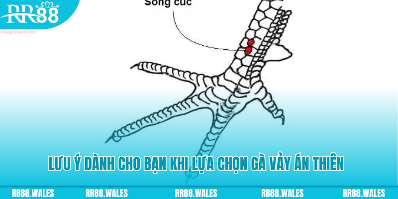 cakhia 6 how to play roulette at casino