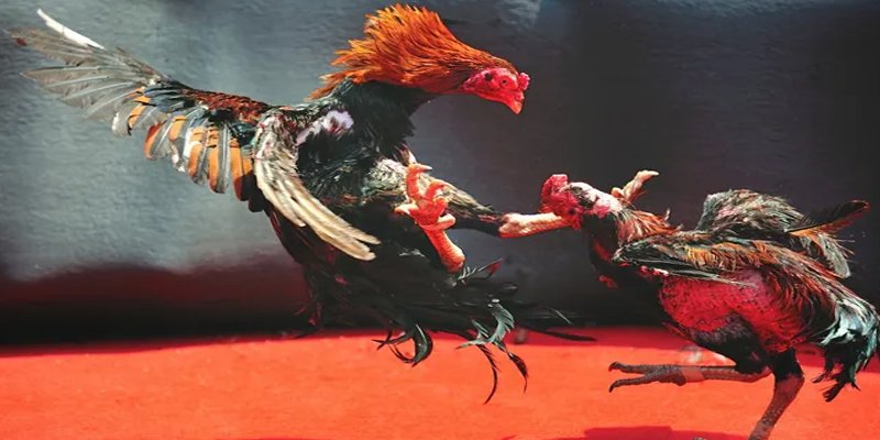 cakhia 6 đăng nhập nổ hũ số 1