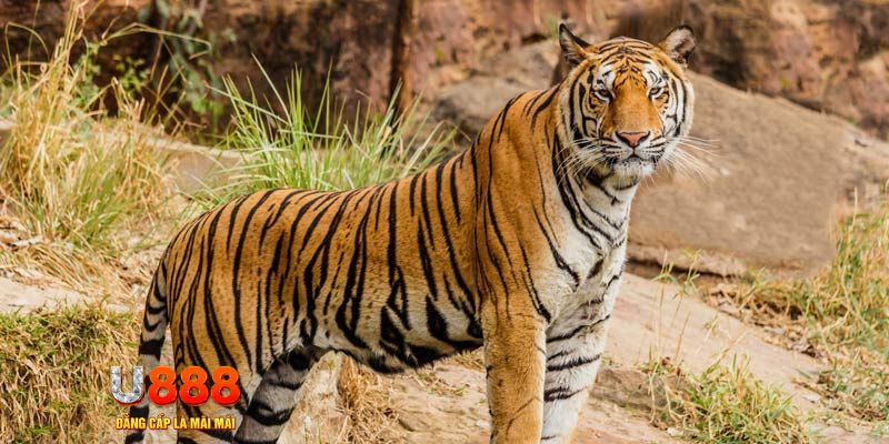 cakhia 6 ban ca vip online