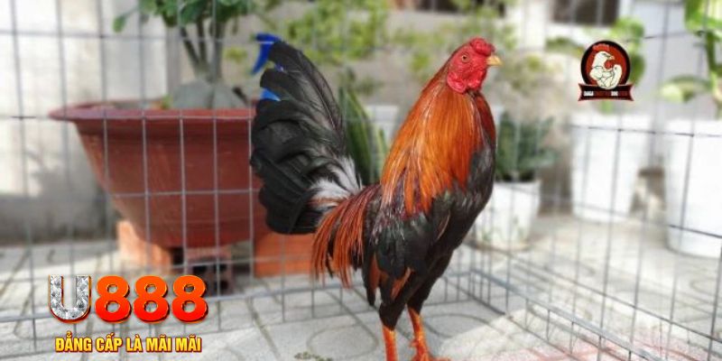 cakhia 6 nổ hũ chơi như thế nào