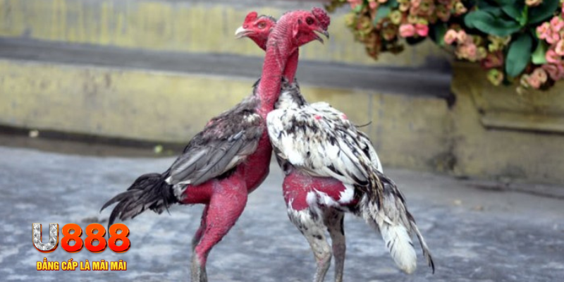 cakhia 6 bàn cầu điểm số tay trước trong baccarat là gì