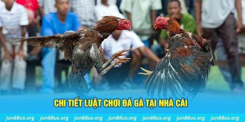 cakhia 6 đá gà campuchia