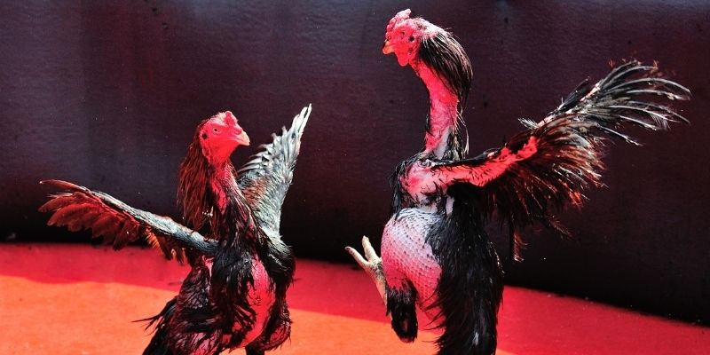 cakhia 6 Spribe Điện Tử